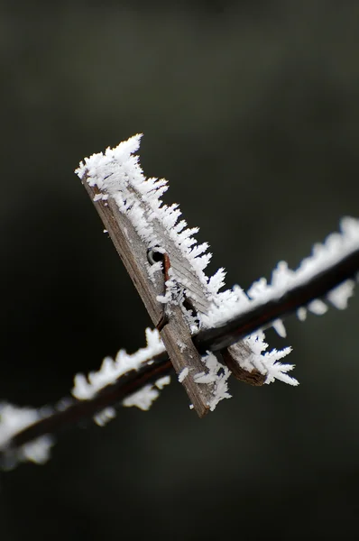 Frozen clothes-pin — Stock Photo, Image