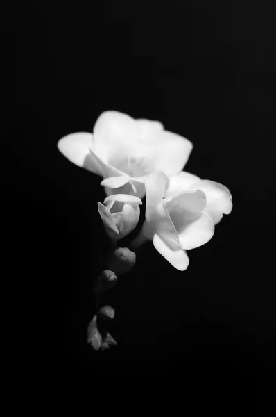 Foto en blanco y negro de una freesia flowe Imagen de stock