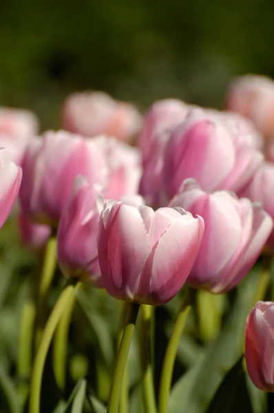 Tulipanes blanco-púrpura Fotos de stock libres de derechos