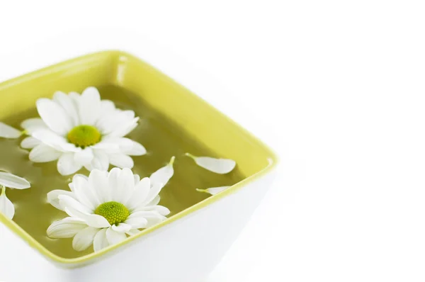 White chrysanthemum flowers in green pot — Stock Photo, Image