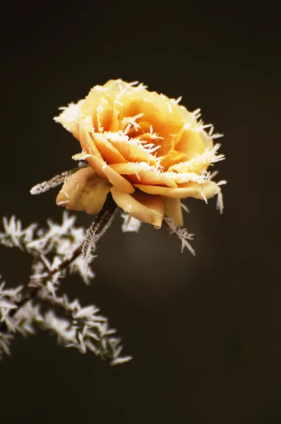 Frozen rose Royaltyfria Stockfoton