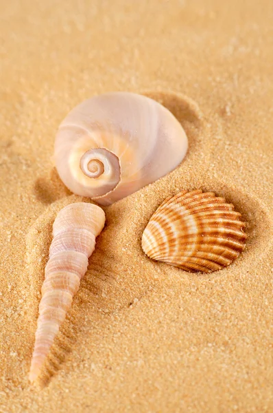 Морские раковины, изолированные песком Лицензионные Стоковые Изображения