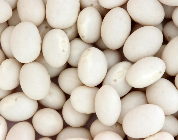 흰 콩 — 스톡 사진
