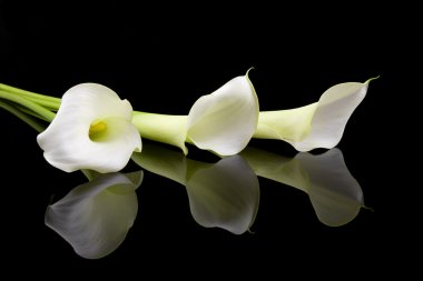 Beautiful white Calla lilies clipart