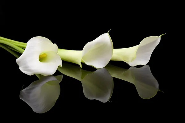 Όμορφα λευκά λίλιουμ calla — Φωτογραφία Αρχείου