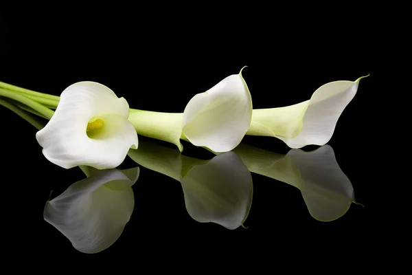 Gyönyörű fehér calla liliomok Jogdíjmentes Stock Képek