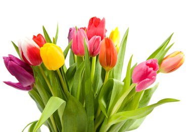 Bouquet of Dutch tulips clipart