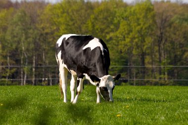 Black and white Dutch cow clipart