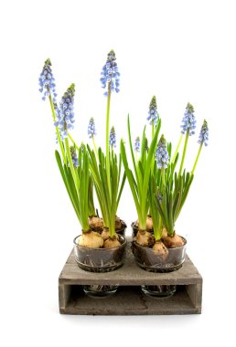 Muscari botryoides flowers clipart