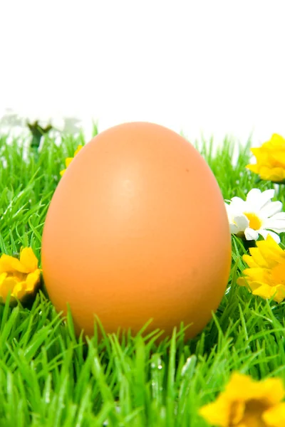 En brun kyckling ägg på gräs — Stockfoto