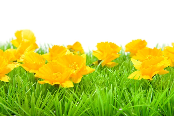Yellow flowers on grass — Stock Photo, Image