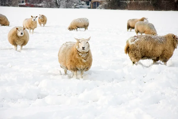 Πρόβατα στο χιόνι — Φωτογραφία Αρχείου