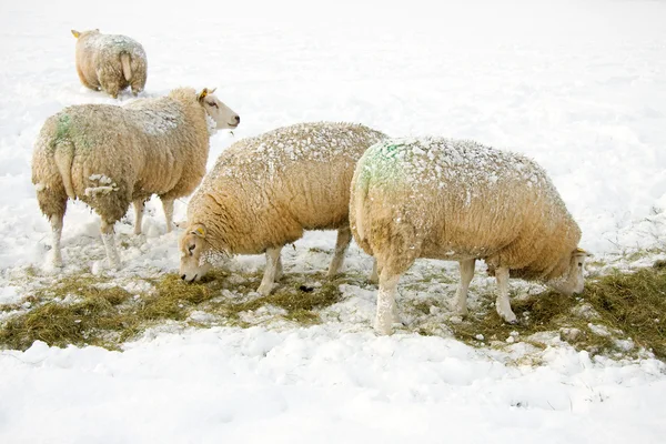 Πρόβατα στο χιόνι — Φωτογραφία Αρχείου