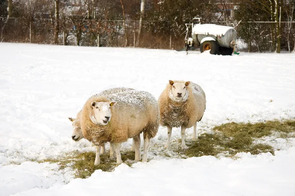 Ovelhas na neve — Fotografia de Stock