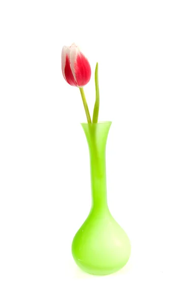 Vacker rosa holländska tulpan i grön vas — Stockfoto