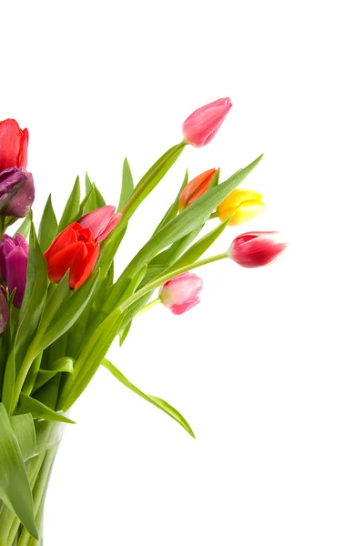 Colorful Dutch tulips — Stock Photo, Image