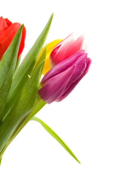 Dutch tulips — Stock Photo, Image