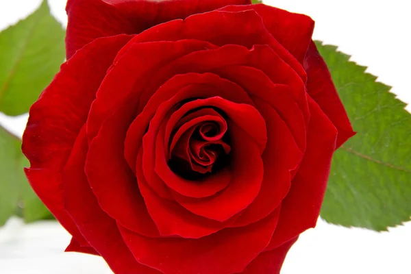 Czerwona róża w zbliżeniu — Zdjęcie stockowe