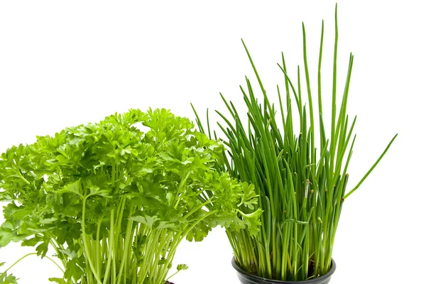 Fresh parsley and chives — Stock Photo, Image