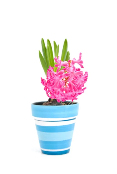 Pink hyacinth flower in blue pot — Stock Photo, Image