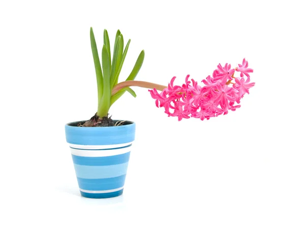 Roze hyacint bloem in blauwe pot — Stockfoto