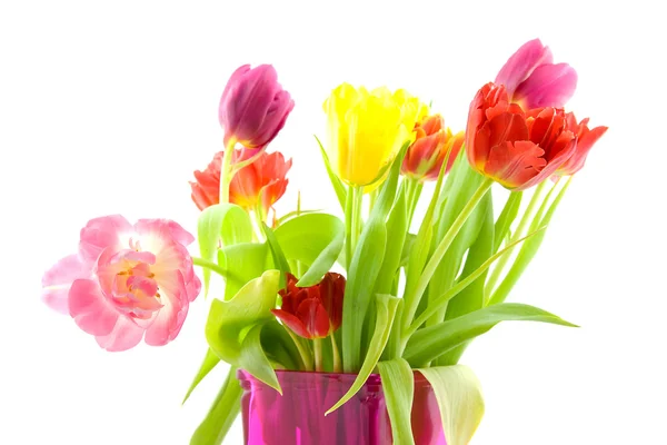Tulpis holandês em close-up — Fotografia de Stock