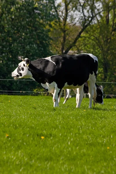Vaca holandesa preta e branca — Fotografia de Stock