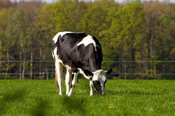 Zwart-wit Nederlandse koe — Stockfoto