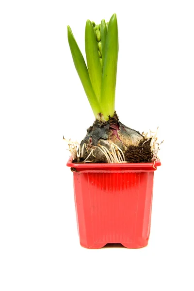 Hyacinth flower in red pot — Stock Photo, Image