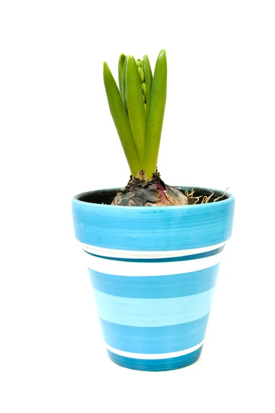 Hyacint bloem in blauwe pot — Stockfoto