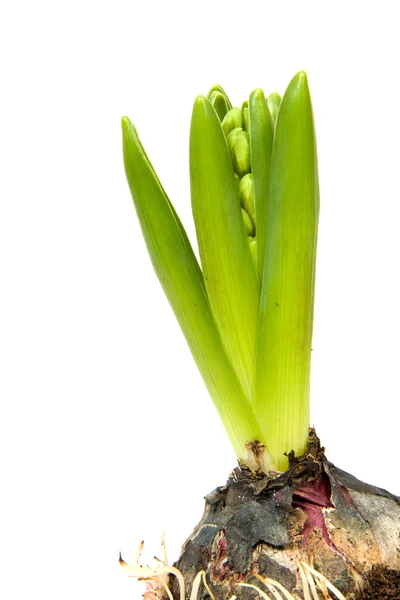 Flor de jacinto en primer plano — Foto de Stock