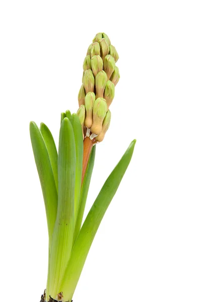 Fiore di giacinto — Foto Stock