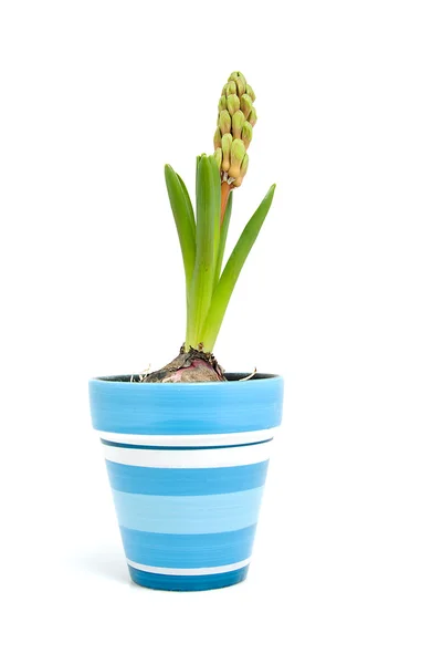 Hyacint in blauwe pot — Stockfoto