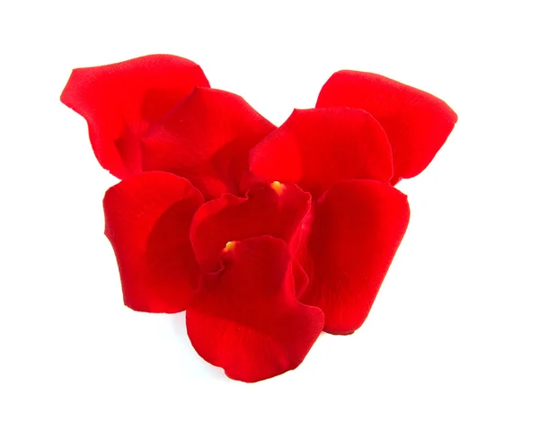 Červené růže listy ve tvaru srdce — Stock fotografie