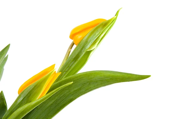 Красиві жовті голландські тюльпани — стокове фото