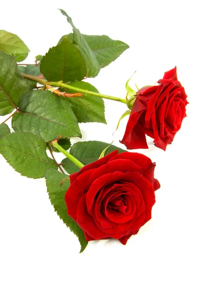 Dvě červené růže — Stock fotografie