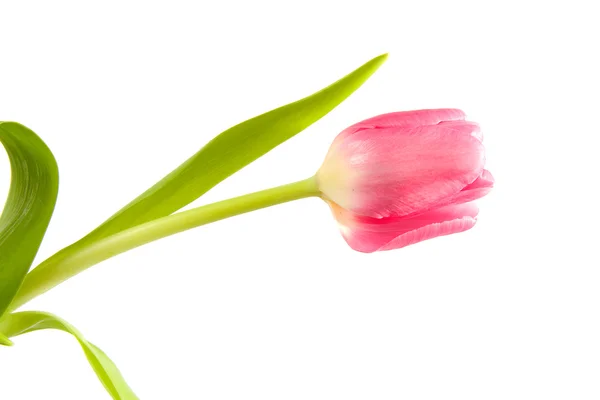 Tulipan holenderski różowy — Zdjęcie stockowe