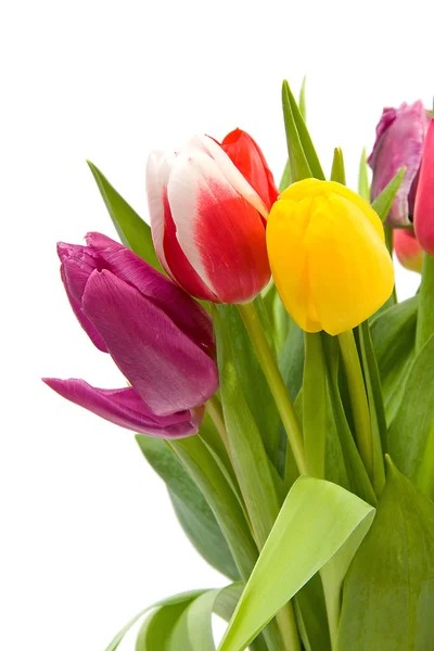 Tulipani olandesi colorati — Foto Stock