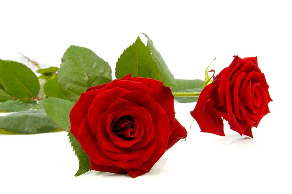 Twee rode rozen — Stockfoto