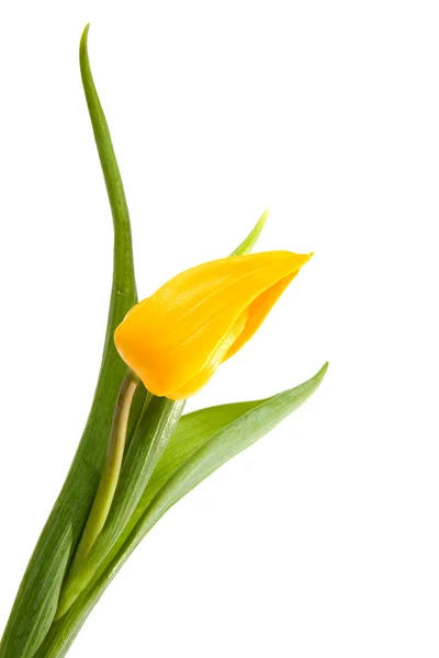 Uma única tulipa holandesa amarela — Fotografia de Stock