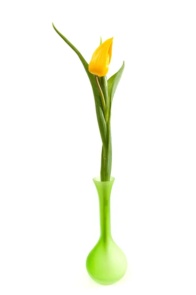 Jeden pojedynczy żółty tulipan holenderski — Zdjęcie stockowe