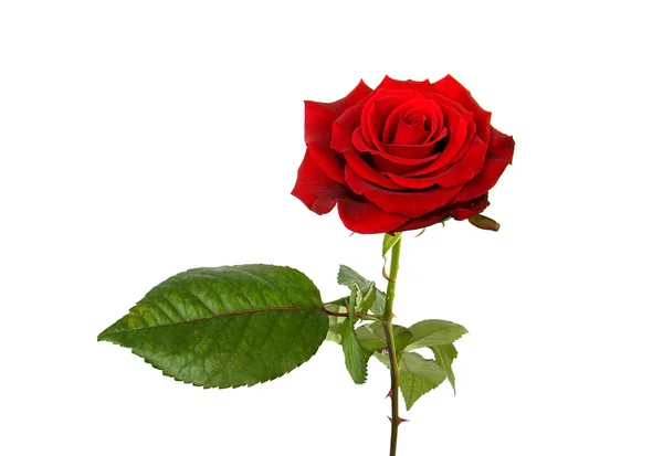 Jedinou rudou růži — Stock fotografie