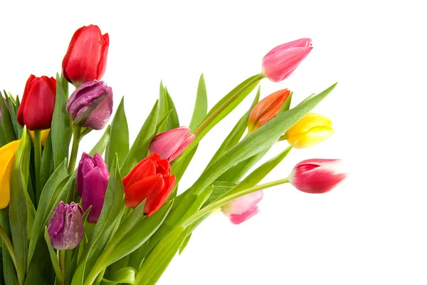 Ramo de tulipanes holandeses — Foto de Stock