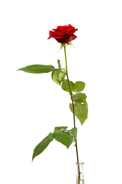 Jeden jedną czerwoną różą — Zdjęcie stockowe