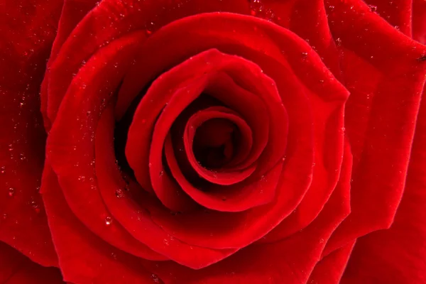 赤いバラが近づいてきました — ストック写真