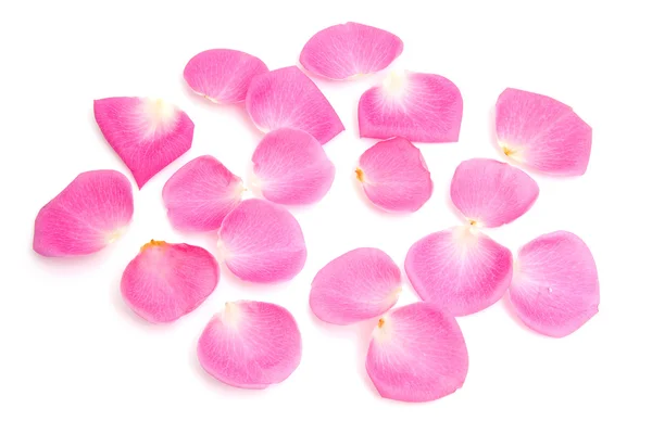 Růžová růže listí — Stock fotografie