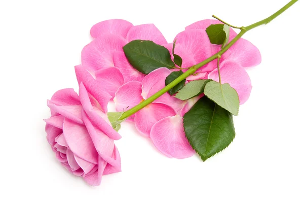 Szív készült levelek, Rózsa — Stock Fotó