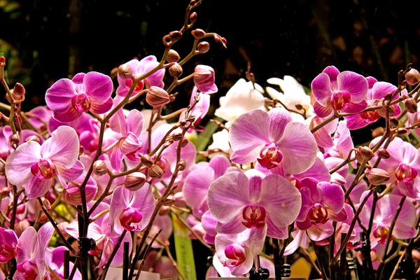 Fleurs d'orchidée rose — Photo