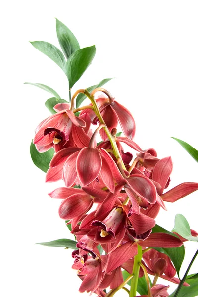 美しい赤い蘭 — ストック写真