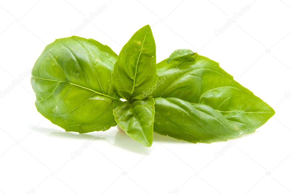 Fresh leaf of basil